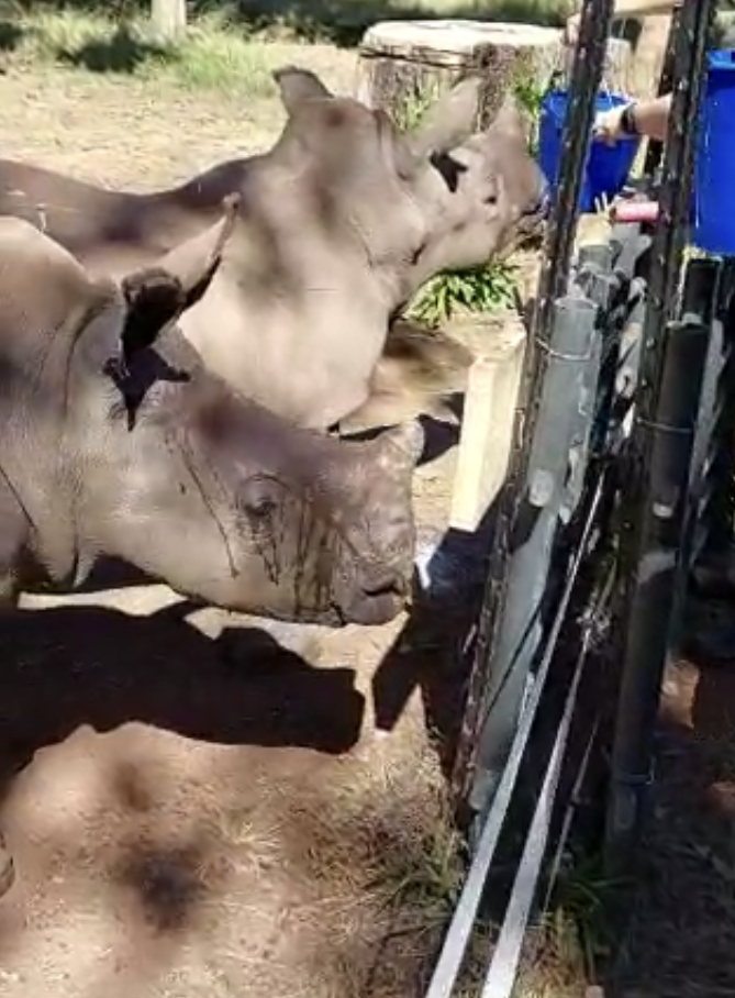 Guardería de Rhinos Bebé